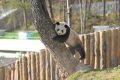 不愧是秦嶺大熊貓，光看照片就被可愛到了！縮略圖