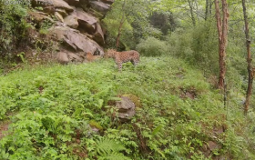 陜西長青國家級自然保護區拍攝到兩只金錢豹同框影像縮略圖